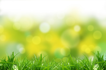 Fototapeta premium Grass and background