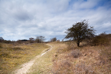 path in savanna