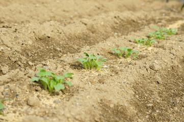 野菜の新芽