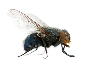 fly on a white