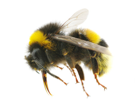 Flying Bumblebee Stock Photo - Download Image Now - Bumblebee, Bee