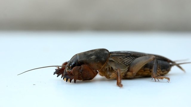 mole cricket (Grillotalpa)