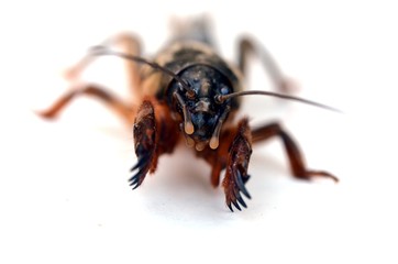 mole cricket (Grillotalpa)