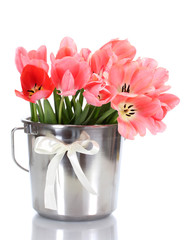 beautiful pink tulips in bucket isolated on white.