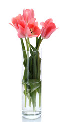 beautiful pink tulips in glass vase isolated on white.