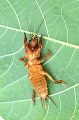 mole cricket (Grillotalpa)