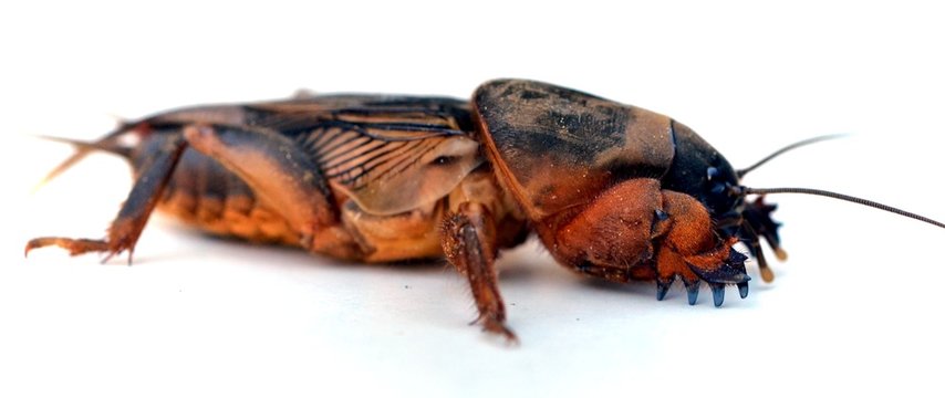 mole cricket (Grillotalpa)