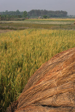 Des champs cultivés à Chitwan