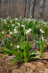 snowdrops in the forest