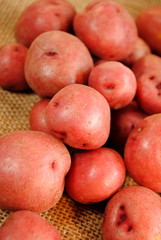 Fresh Red Potatoes