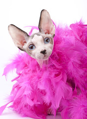 Canadian Sphynx cat with pink feather boa