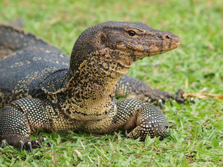Closeup of monitor lizard - Varanus on green grass focus on the