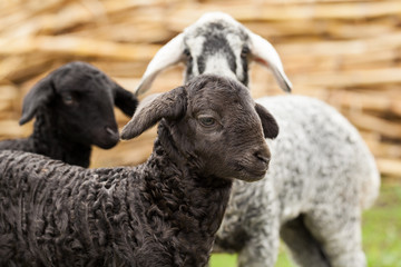 Cute Lambs