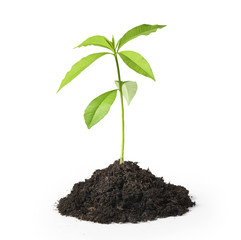 green plant on a white background