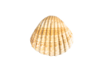 Shell isolated on white background