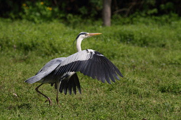 Airone Cenerino