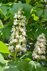 chestnut tree blossom