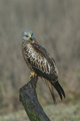 Red Kite (Milvus m.) resting on a branch