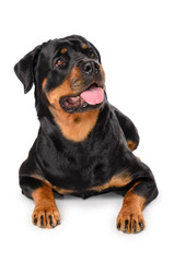 Portrait of young Rottweiler
