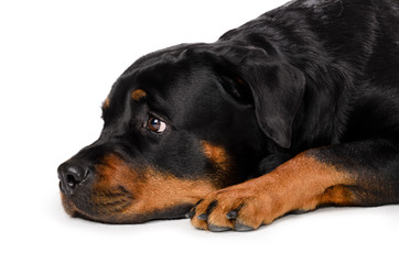 Obraz premium Portrait of young Rottweiler