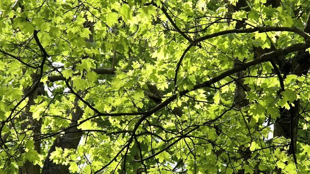 &auml;ste im wind
