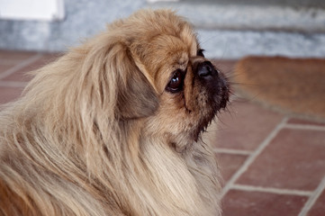 portrait of  dog shatzu