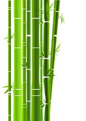Fototapeta na wymiar bambous