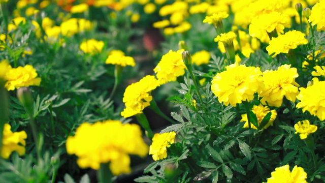 A pan shot of a field of Yellow Marigold Flowers