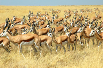 Riesige Springbockherde