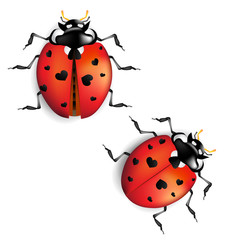 Fototapeta premium Ladybug with hearts on back