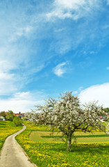 blühender Obstbaum