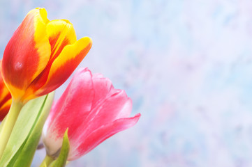 Tulips on the abstract blurred background with copy space