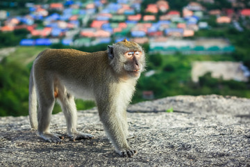 Obraz premium sleepy macaqua monkey