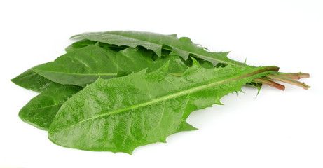 Obraz premium Fresh dandelion leafs