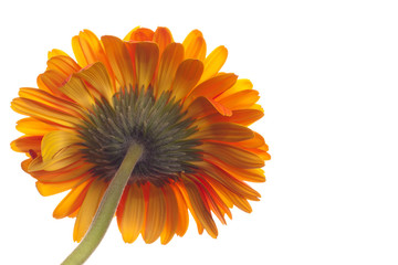 Pedicel or Rear View of Orange Gerbera Daisy