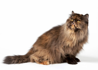 Black tortoise persian female cat on white background