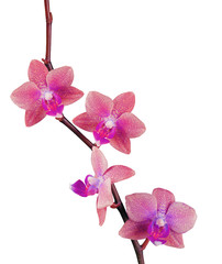 Fototapeta na wymiar piękna różowa orchidea samodzielnie na białym tle
