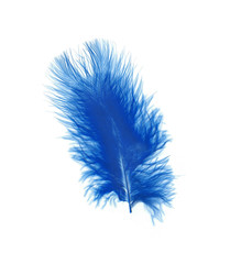 Blue feather over white background