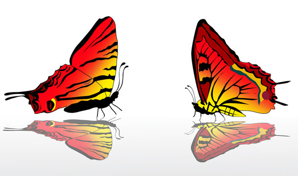 two red and yellow butterflies