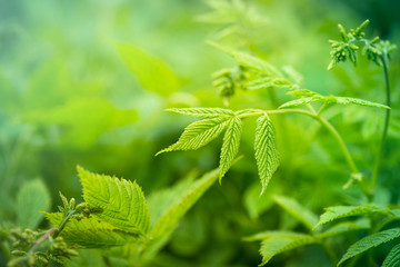 Green Leaves in the Springtime