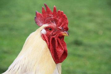 Coq rooster healthy beau, poule poulet