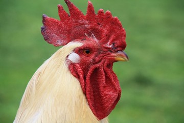 Coq rooster healthy beau, poule poulet