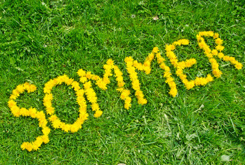 Das Wort Sommer mit Blüten auf einer grünen Wiese geschrieben
