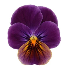 Vlies Fototapete Pansies violett yellow pansy isolated on white background