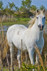 Obraz premium Cavallo Bianco