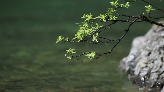 See mit Ufer und einem Baum in der Natur in HD
