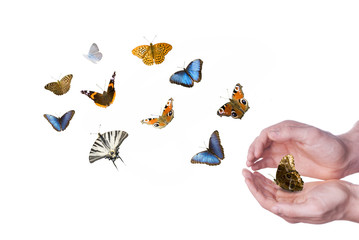 pittoresco volo di farfalle