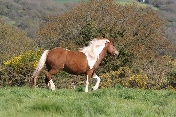 Trot en libert&eacute;