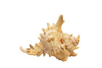 Shell isolated