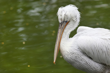 pelican portrait